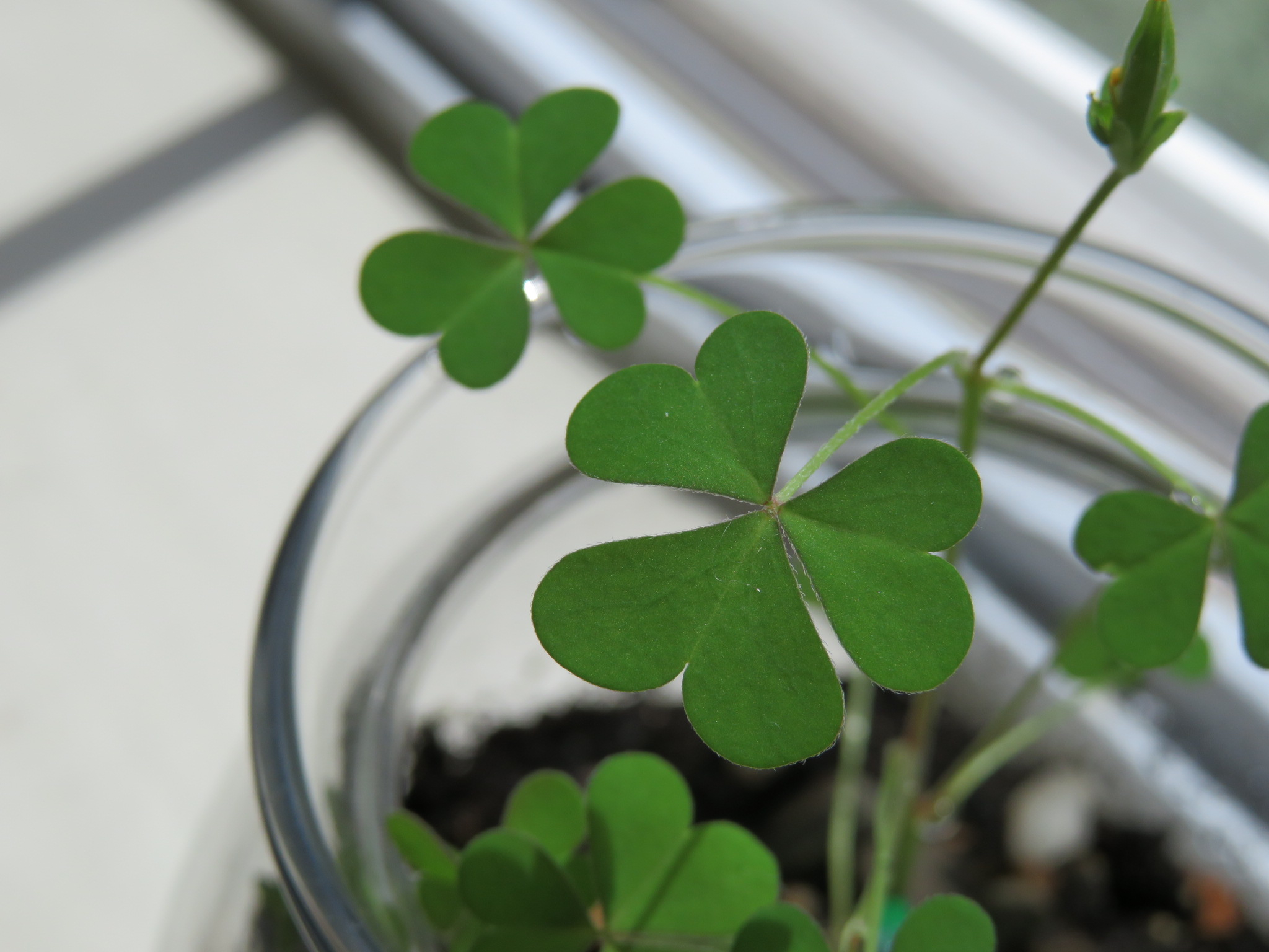 Yellow Woodsorrel (Oxalis Stricta)