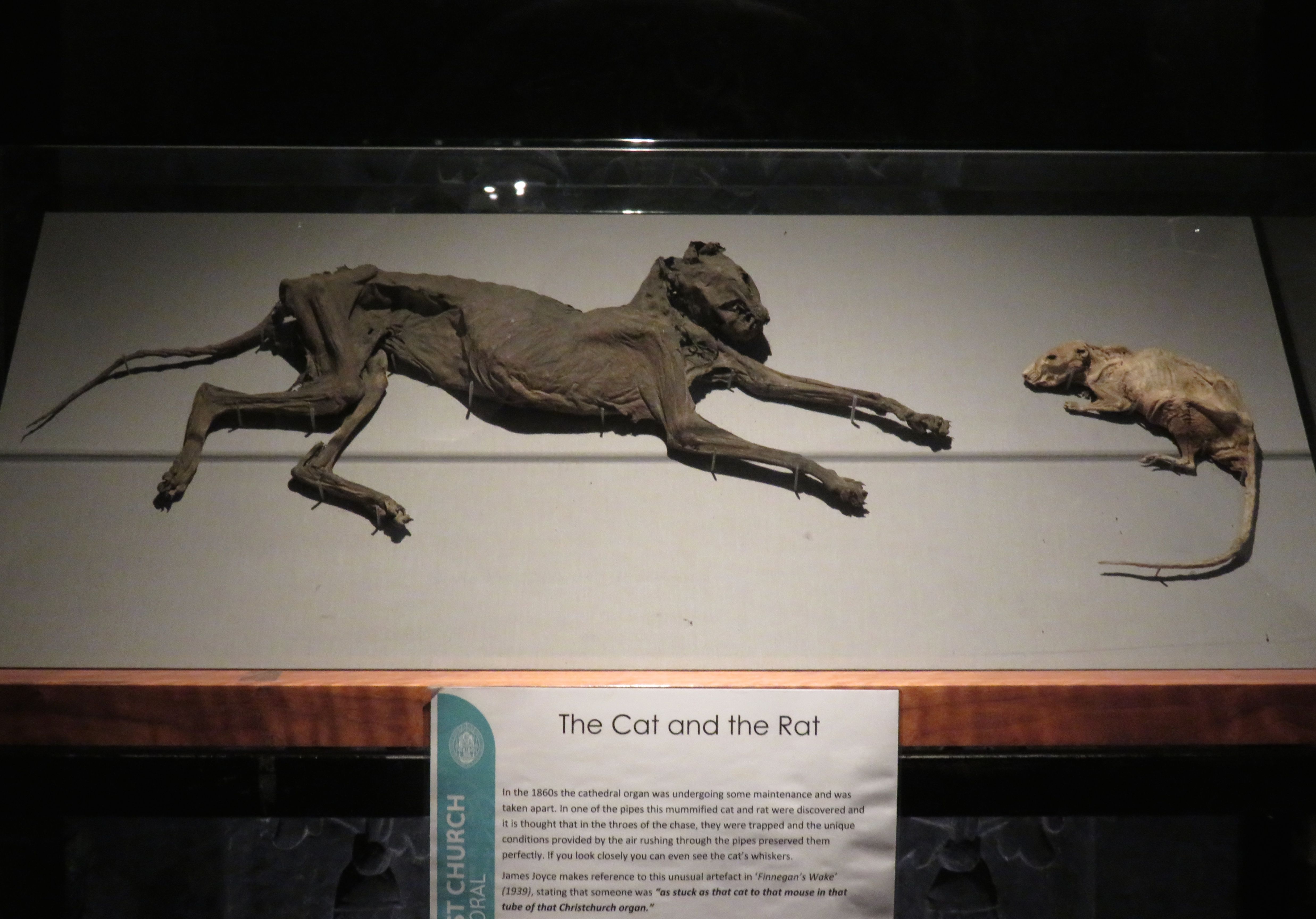 The Cat and the Rat - Christ Church Cathedral